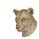 Erythristic African Leopard colour morph in Planet Zoo 2