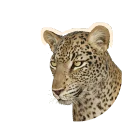 African Leopard in Planet Zoo 2