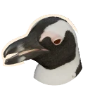 African Penguin in Planet Zoo 2
