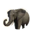 African Savannah Elephant in Planet Zoo 2