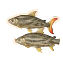 African Tigerfish in Planet Zoo 2