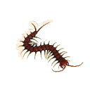Amazonian Giant Centipede in Planet Zoo 2