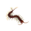 Amazonian Giant Centipede in Planet Zoo 2