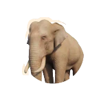 Albino Asian Elephant colour morph in Planet Zoo 2