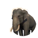 Piebald Asian Elephant colour morph in Planet Zoo 2