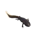 Melanistic Axolotl colour morph in Planet Zoo 2