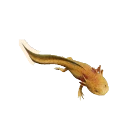 Part Leucistic Axolotl colour morph in Planet Zoo 2