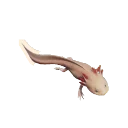 Leucistic Axolotl colour morph in Planet Zoo 2
