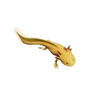 Xanthic Axolotl colour morph in Planet Zoo 2
