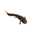 Axolotl in Planet Zoo 2