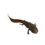 Axolotl in Planet Zoo 2
