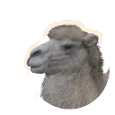 Leucistic Bactrian Camel colour morph in Planet Zoo 2