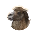 Piebald Bactrian Camel colour morph in Planet Zoo 2