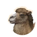 Bactrian Camel in Planet Zoo 2
