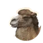 Bactrian Camel in Planet Zoo 2