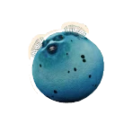 Blue Morph Blackspotted Puffer colour morph in Planet Zoo 2