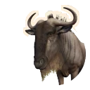 Blue Wildebeest in Planet Zoo 2