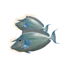 Bluespine Unicornfish in Planet Zoo 2