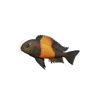 Bemba Blunthead Cichlid colour morph in Planet Zoo 2