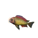 Kasanga 'Red Rainbow' Blunthead Cichlid colour morph in Planet Zoo 2