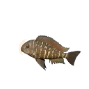Murago Blunthead Cichlid colour morph in Planet Zoo 2