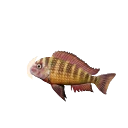 Blunthead Cichlid in Planet Zoo 2