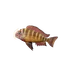 Blunthead Cichlid in Planet Zoo 2