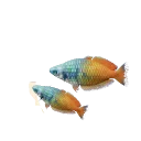 Boeseman's Rainbowfish in Planet Zoo 2