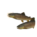 Brown Trout in Planet Zoo 2