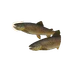 Brown Trout in Planet Zoo 2