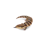 Common Bluetongue in Planet Zoo 2