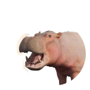 Leucistic Common Hippopotamus colour morph in Planet Zoo 2