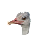 Common Ostrich in Planet Zoo 2