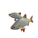 Common Rudd in Planet Zoo 2