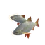 Common Rudd in Planet Zoo 2