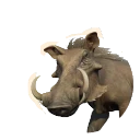 Common Warthog in Planet Zoo 2