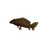 Danube Crested Newt in Planet Zoo 2