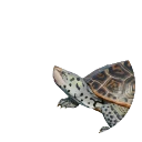 Diamondback Terrapin in Planet Zoo 2