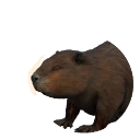 Darker Variation Eurasian Beaver colour morph in Planet Zoo 2
