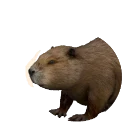 Eurasian Beaver in Planet Zoo 2