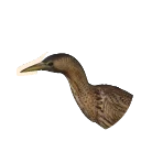 Eurasian Bittern in Planet Zoo 2