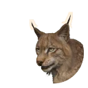 Eurasian Lynx in Planet Zoo 2