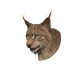 Eurasian Lynx in Planet Zoo 2