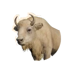 Leucistic European Bison colour morph in Planet Zoo 2