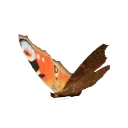 European Peacock in Planet Zoo 2