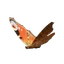 European Peacock in Planet Zoo 2