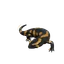 Fire Salamander in Planet Zoo 2