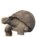 Galápagos Giant Tortoise in Planet Zoo 2