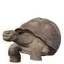 Galápagos Giant Tortoise in Planet Zoo 2