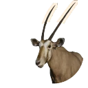 Albino Gemsbok colour morph in Planet Zoo 2